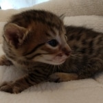 Savannah, F-7, SBT, BST, Male, DOB 10-30-19