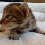 Savannah, F-7, SBT, BST, Male, DOB 10-30-19