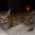 Savannah, F-7, SBT, BST, Male, DOB 10-30-19