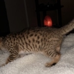 Savannah, F-7, SBT, BST, Male, DOB 10-30-19