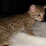 Savannah, F-7, SBT, BST, Male, DOB 10-30-19