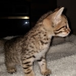 Savannah, F-7, SBT, BST, Male, DOB 10-30-19