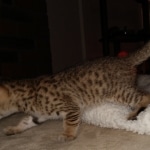 Savannah, F-7, SBT, BST, Male, DOB 10-30-19