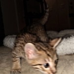 Savannah, F-7, SBT, BST, Male, DOB 10-30-19