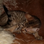 Savannah, F-7, SBT, BST, Male, DOB 10-30-19