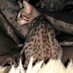 Savannah, F-7, SBT, BST, Male, DOB 10-30-19