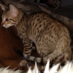 Savannah, F-7, SBT, BST, Male, DOB 10-30-19