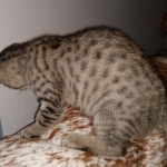 Savannah, F-7, SBT, BST, Male, DOB 10-30-19