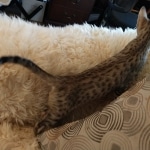 Savannah, F-7, SBT, BST, Male, DOB 10-30-19