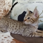 Savannah, F-7, SBT, BST, Male, DOB 10-30-19