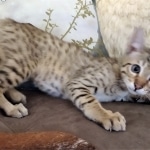 Savannah, F-7, SBT, BST, Male, DOB 10-30-19