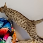 Savannah, F-7, SBT, BST, Male, DOB 10-30-19