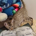 Savannah, F-7, SBT, BST, Male, DOB 10-30-19