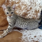 Savannah, F-7, SBT, BST, Male, DOB 10-30-19