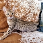 Savannah, F-7, SBT, BST, Male, DOB 10-30-19