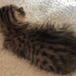 Savannah, F-7, SBT, BST, Male, DOB 10-30-19