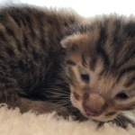 Savannah, F-7, SBT, BST, Male, DOB 10-30-19