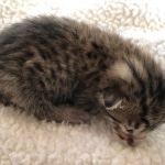 Savannah, F-7, SBT, BST, Male, DOB 10-30-19