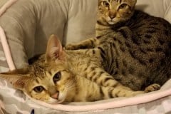 Franklin, Savannah F-7SBT BST Male DOB 4-11-19