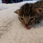 Savannah, F-7SBT, Male, BST, DOB 4-11-19