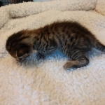 Savannah, F-7SBT, Male, BST, DOB 4-11-19