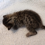 Savannah, F-7SBT, Male, BST, DOB 4-11-19