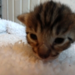 Savannah, F-7SBT, Male, BST, DOB 4-11-19