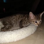 Savannah, F-7SBT, Male, BST, DOB 4-11-19