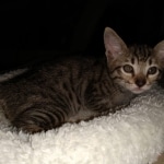 Savannah, F-7SBT, Male, BST, DOB 4-11-19