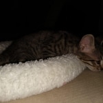 Savannah, F-7SBT, Male, BST, DOB 4-11-19