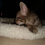 Savannah, F-7SBT, Male, BST, DOB 4-11-19