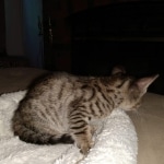 Savannah, F-7SBT, Male, BST, DOB 4-11-19