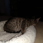 Savannah, F-7SBT, Male, BST, DOB 4-11-19