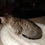 Savannah, F-7SBT, Male, BST, DOB 4-11-19