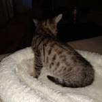 Savannah, F-7SBT, Male, BST, DOB 4-11-19