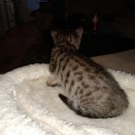 Savannah, F-7SBT, Male, BST, DOB 4-11-19