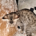 Savannah, F-7SBT, Male, BST, DOB 4-11-19