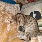 Savannah, F-7SBT, Male, BST, DOB 4-11-19