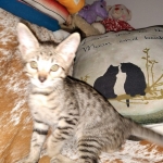 Savannah, F-7SBT, Male, BST, DOB 4-11-19