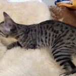 Savannah, F-7SBT, Male, BST, DOB 4-11-19