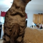 Savannah, F-7SBT, Male, BST, DOB 4-11-19