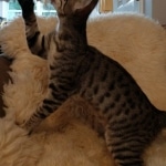 Savannah, F-7SBT, Male, BST, DOB 4-11-19