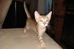 Teddy Savannah F-7SBT BST Male Golden DOB 4-11-19