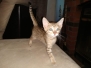 Teddy Savannah F-7SBT BST Male Golden DOB 4-11-19