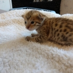 Savannah, F-7SBT, Male, BST, DOB 4-11-19