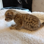 Savannah, F-7SBT, Male, BST, DOB 4-11-19