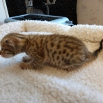 Savannah, F-7SBT, Male, BST, DOB 4-11-19