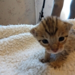 Savannah, F-7SBT, Male, BST, DOB 4-11-19