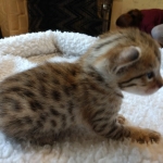 Savannah, F-7SBT, Male, BST, DOB 4-11-19