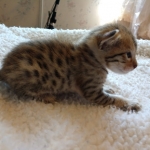 Teddy, Savannah, F-7SBT, Male, BST, DOB 4-11-19